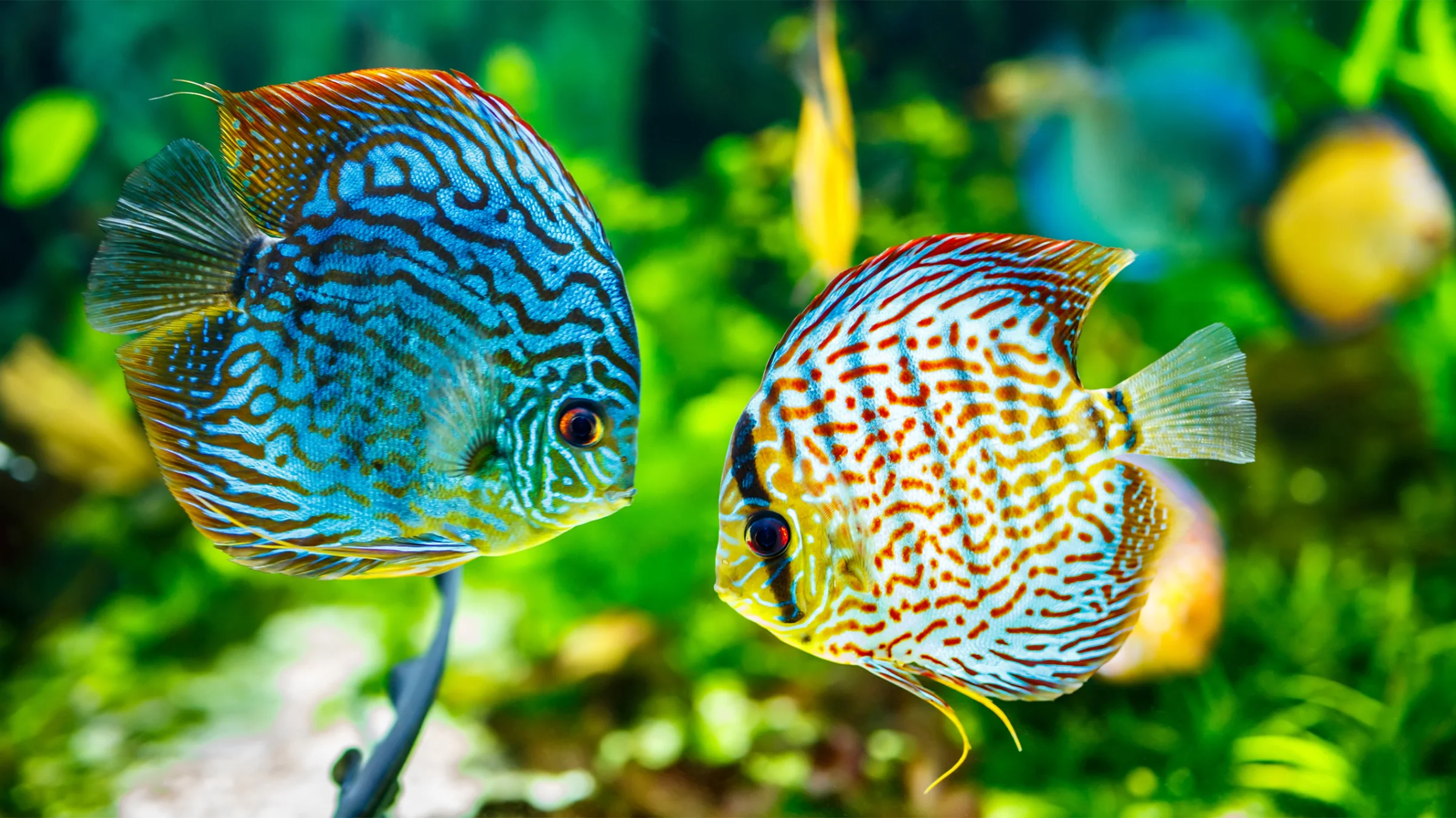 Top 10 Low-Maintenance Fish for Beginners